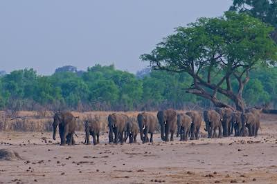 Elephant conservation Zimbabwe